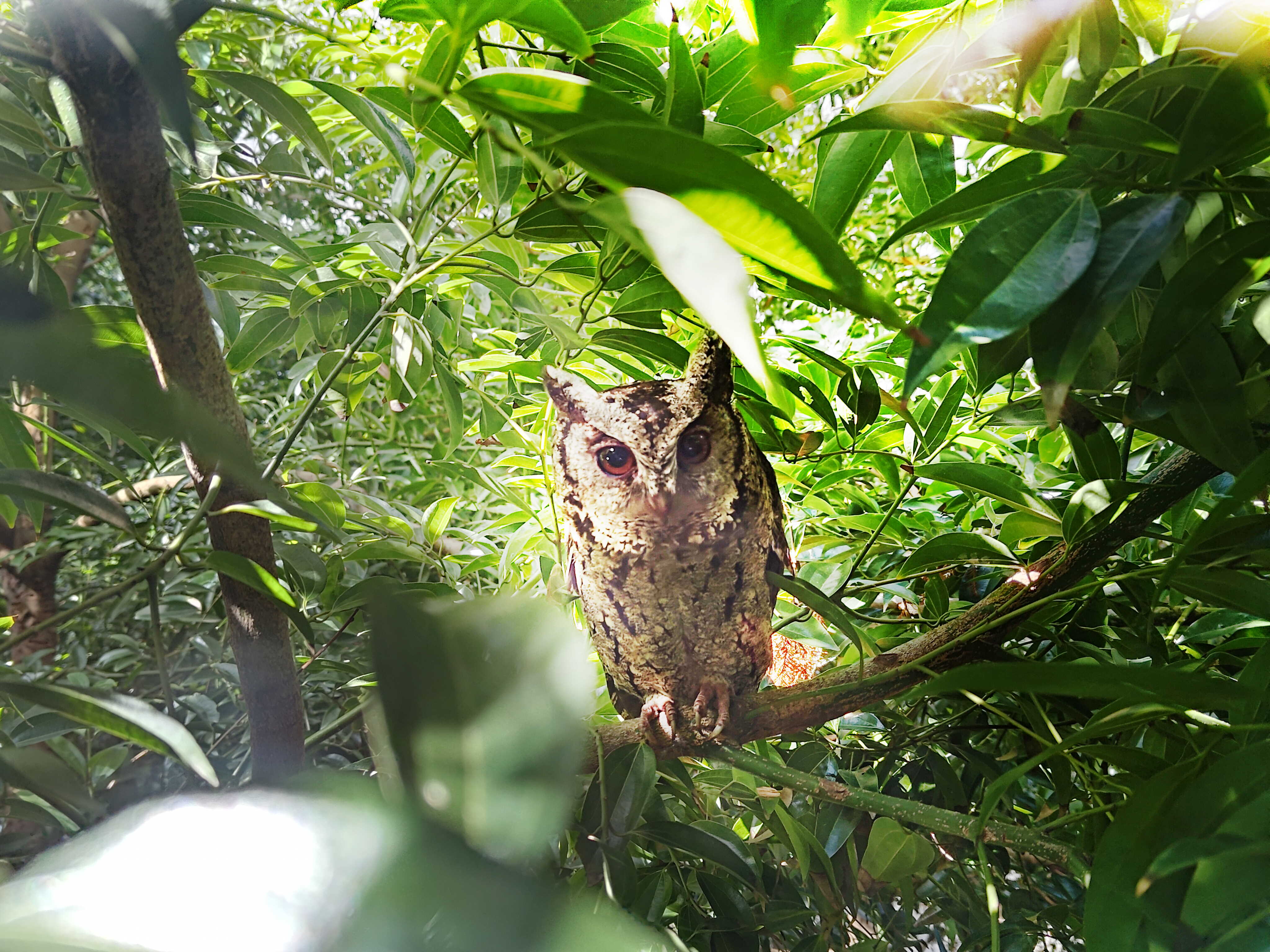 好体育在线官网致力提倡净零绿生活，16年以来在全球各厂区植树逾百万棵，造就各厂区树木蔚然成林，犹如森林工厂，成为许多生物的栖息地